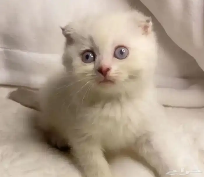 قطط سكوتش فولد للبيع 1
