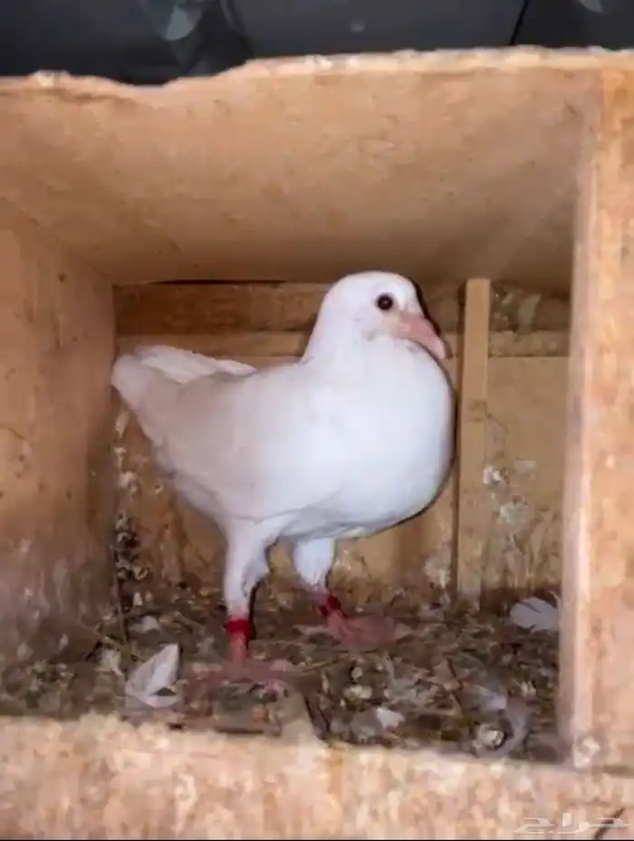حمام فرنسي 2