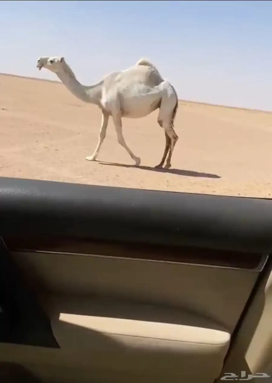 للبيع القحه 0