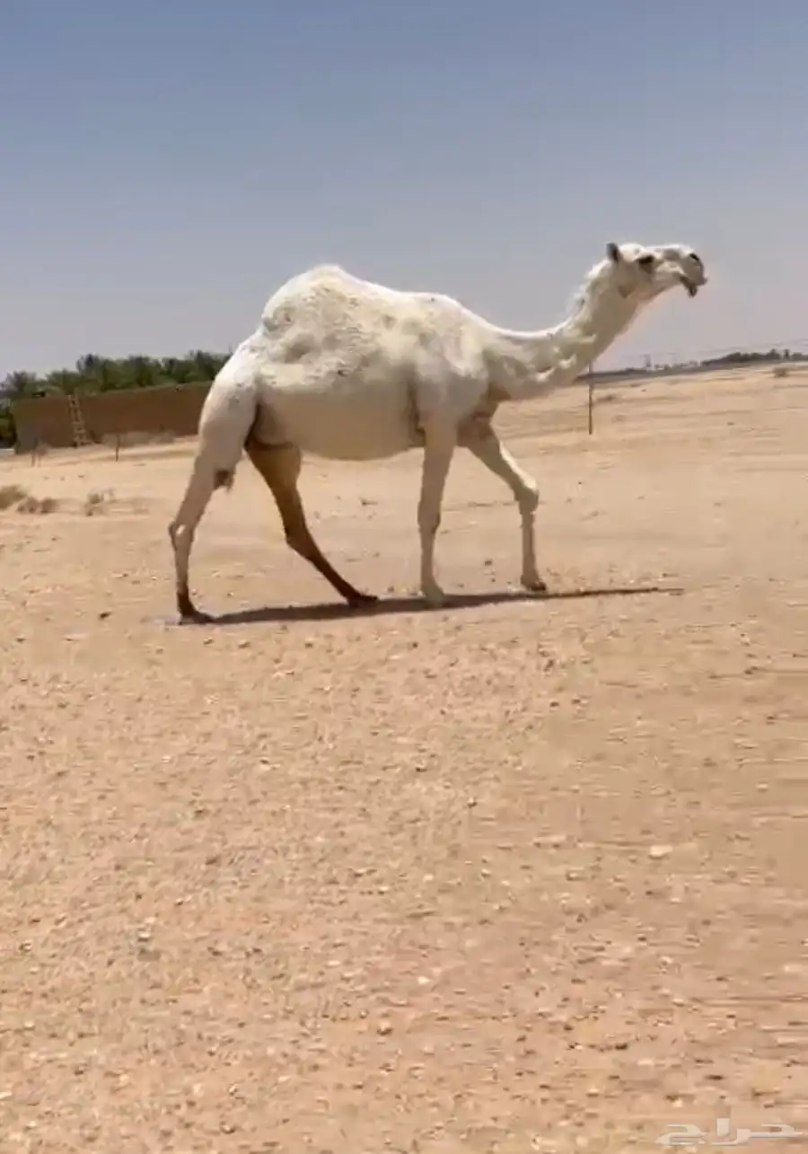 للبيع 0