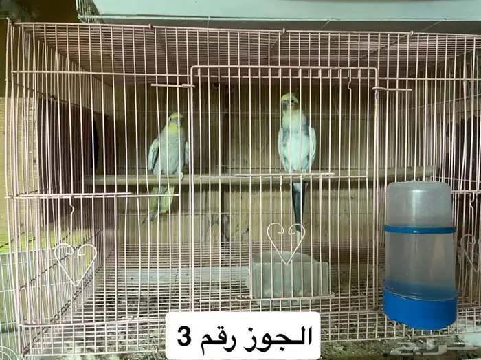 جوز كروان 3