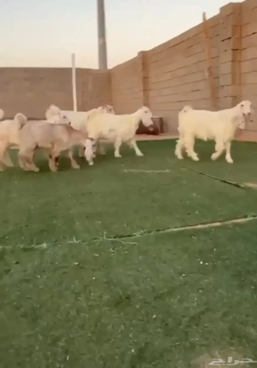 جفار عوارض بيض خصم 1