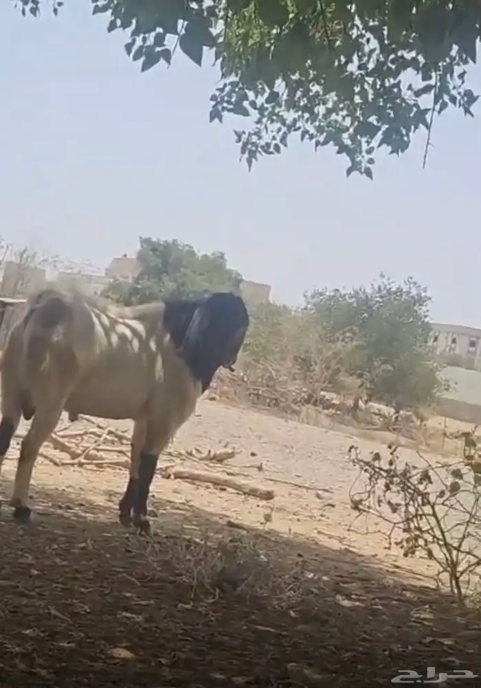 تيس طيب على الشرط فحل وصحتة ممتازة 0