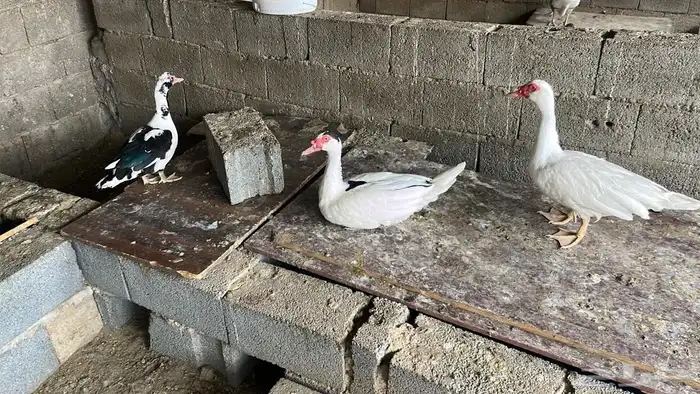 بط و وز للبيع 4