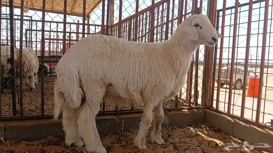 حري فاخر جزل 1