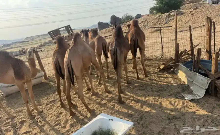 قعدان فل شحم برسيم شعير 0