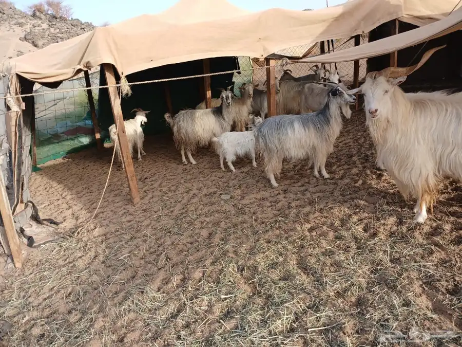 للبيع معزا جورجيه مواليد ودفيع 2