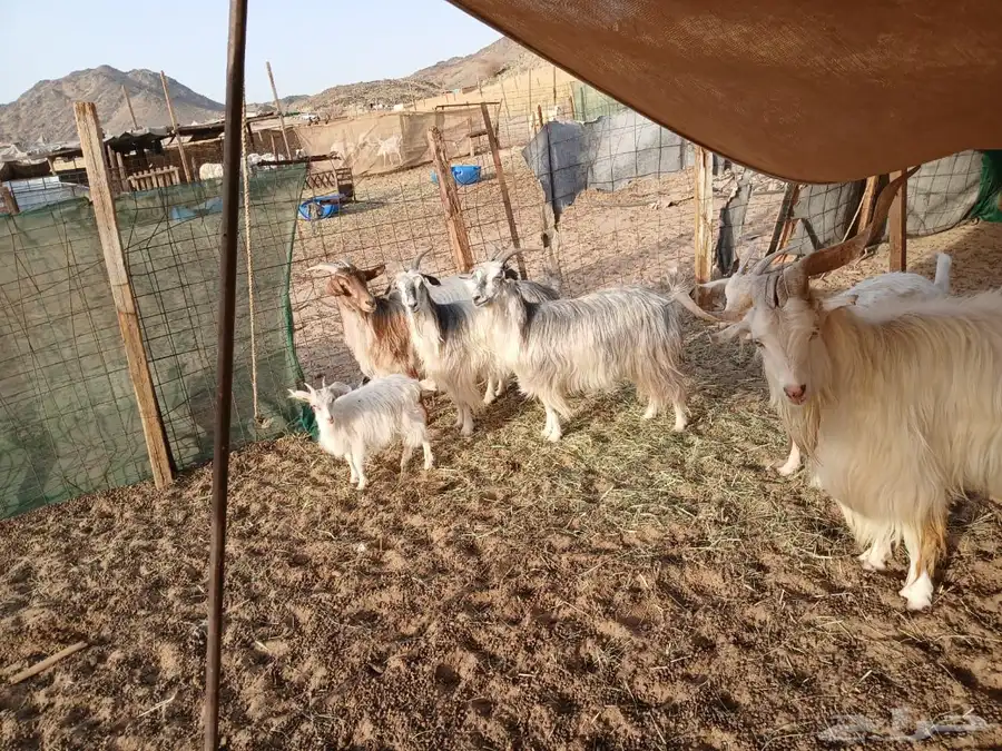للبيع معزا جورجيه مواليد ودفيع 6
