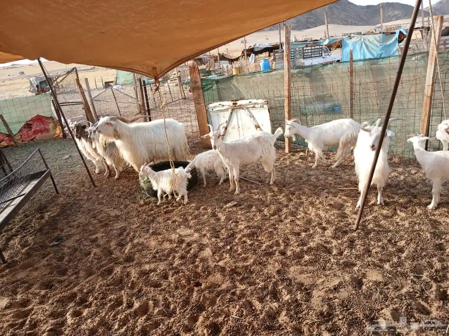 للبيع معزا جورجيه مواليد ودفيع 4