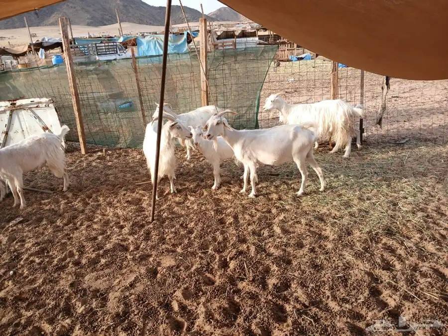 للبيع معزا جورجيه مواليد ودفيع 3