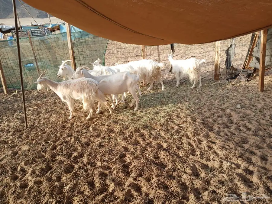 للبيع معزا جورجيه مواليد ودفيع 5