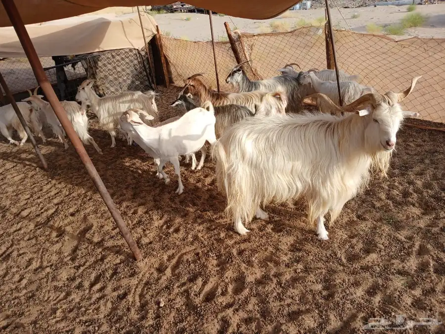 للبيع معزا جورجيه مواليد ودفيع 0