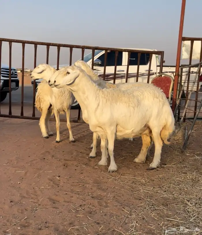 للبيع شياه حريات مقاني 1