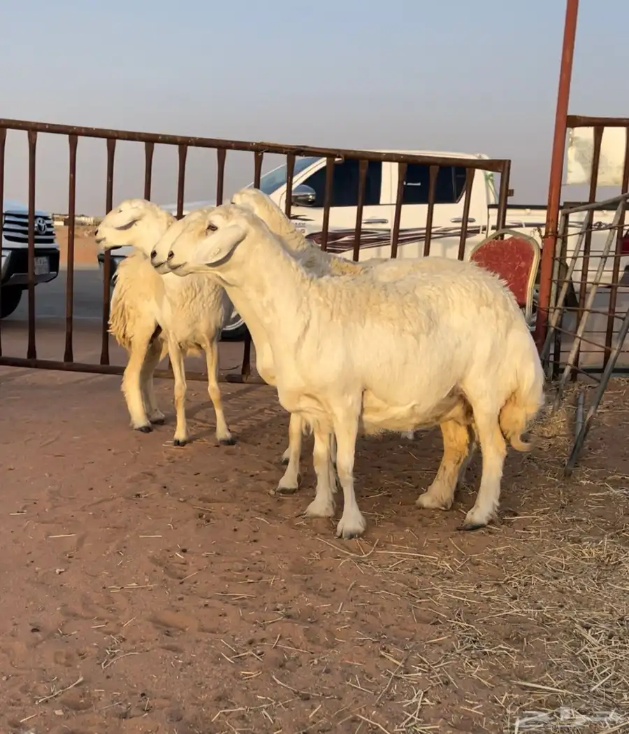 للبيع شياه حريات مقاني 1