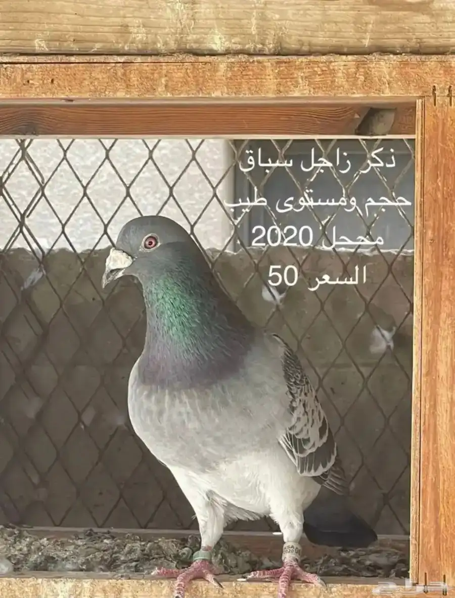جوز حمام زاجل سباق 1