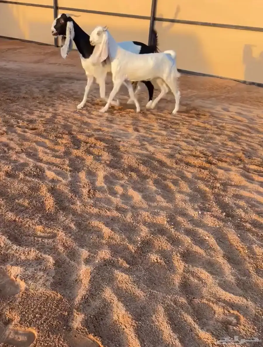 معزا هولنديه 0