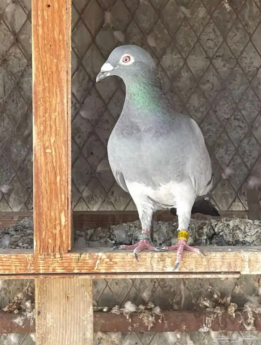 جوز حمام زاجل سباق 2