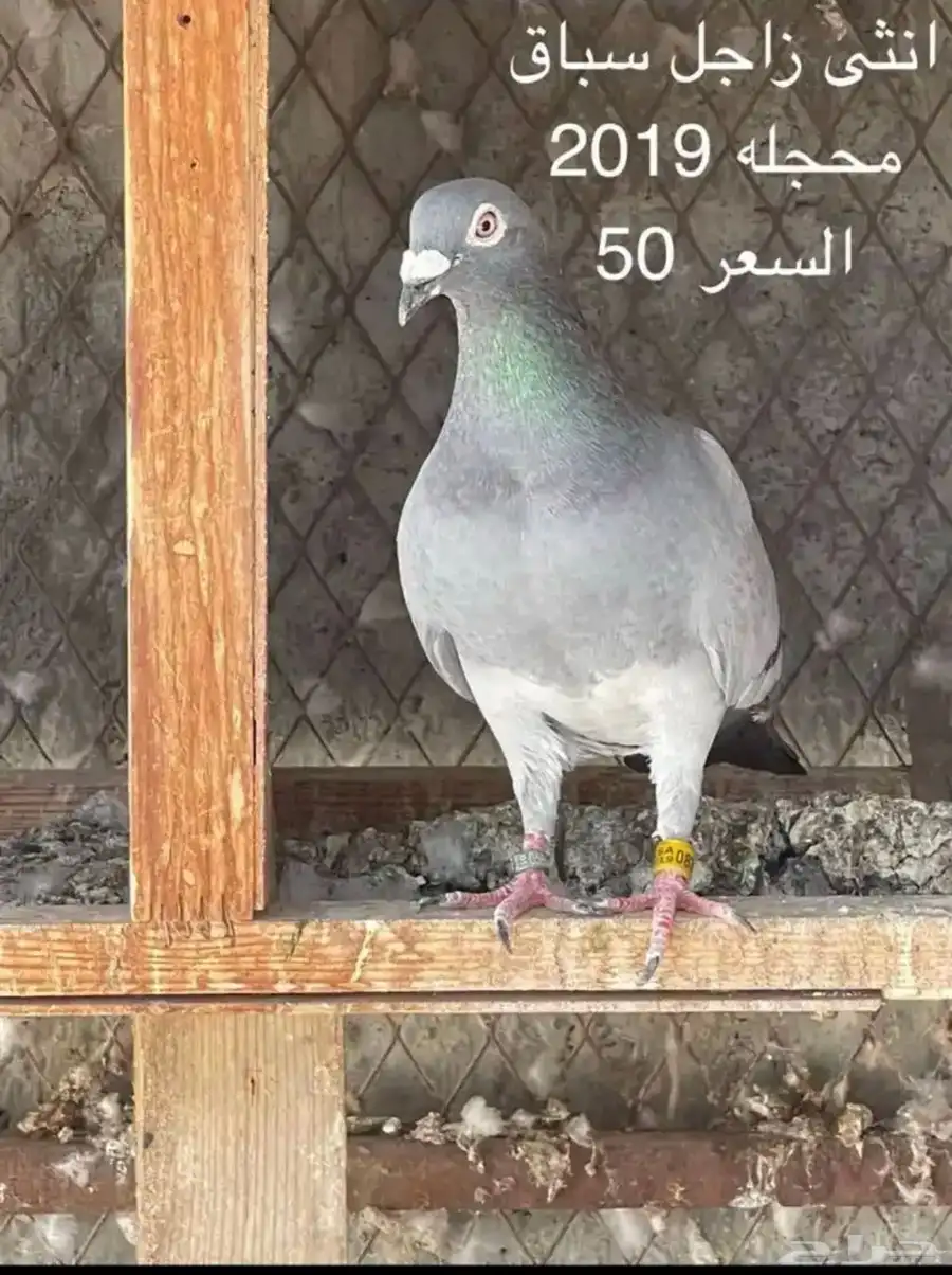 جوز حمام زاجل سباق 3