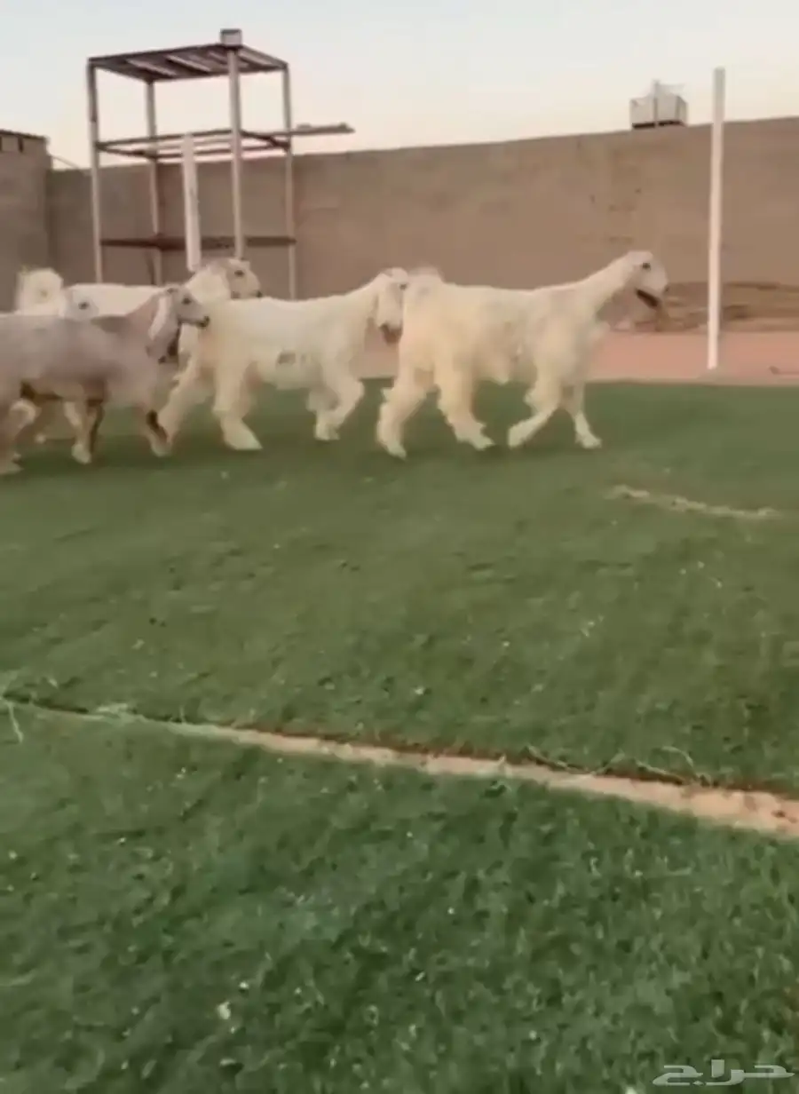 جفار عوارض بيض خصم 0