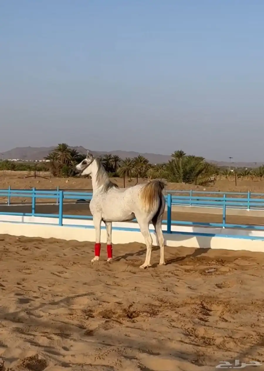 أفراس واهو وشعبي كفو 1