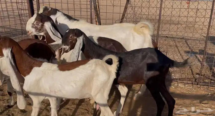 للبيع معزاء حجازيات صنف فواخر 7 ب الفحل 0