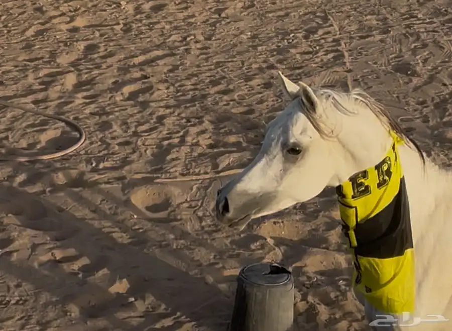 مهر مصري بيور للبيع 2