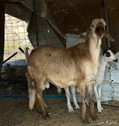 جفره فقدت عند سوق الاغنام في ذو حجي 2