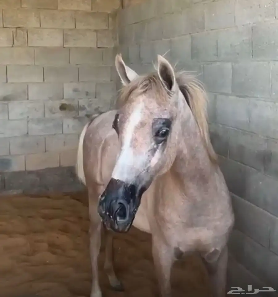 حلاقه جمال للخيل 5