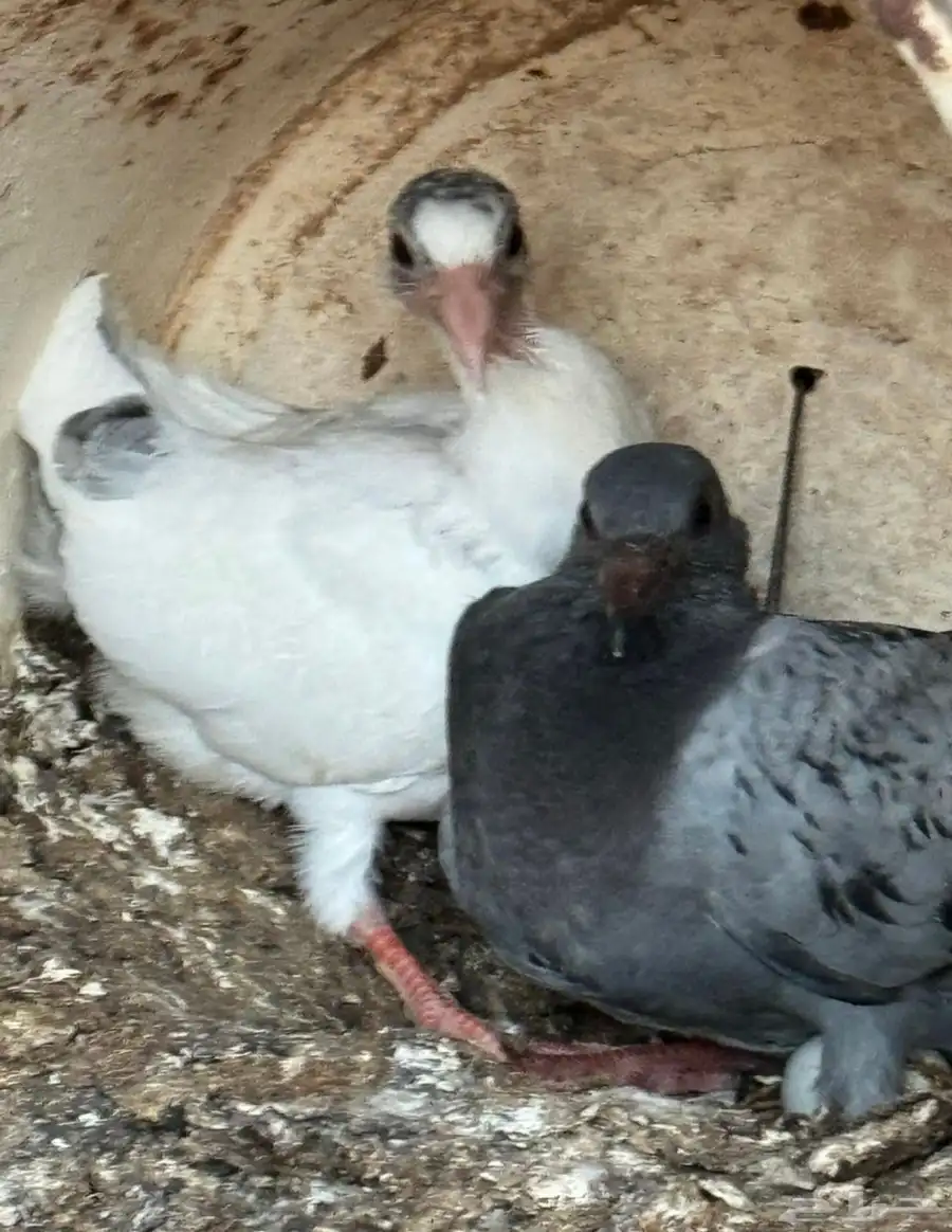 فراخة حمام 0