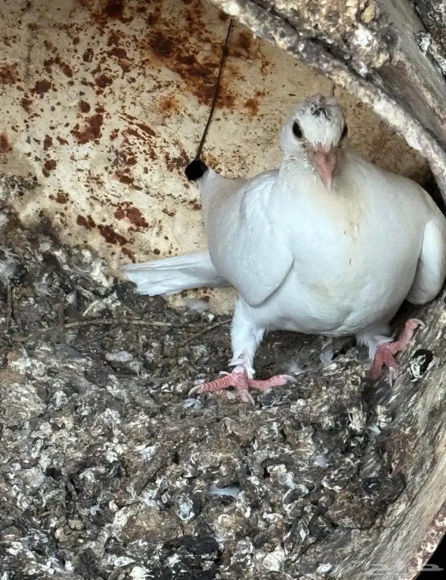 فراخة حمام 3