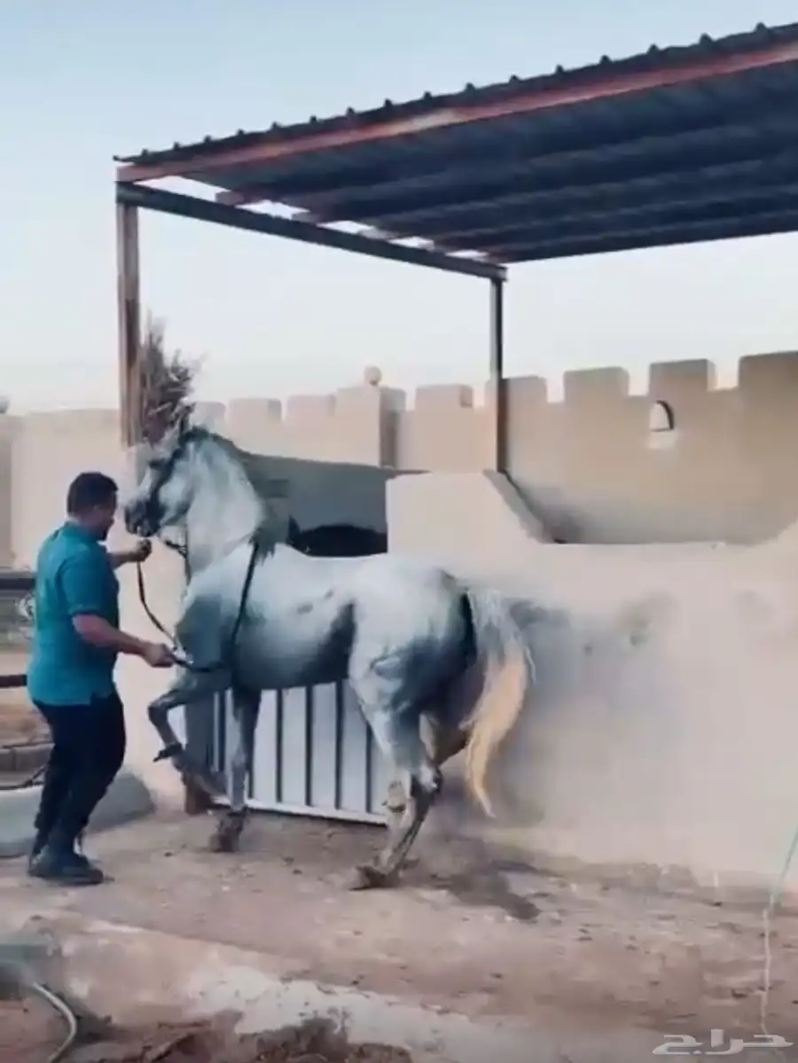 تدريب وعسف خيول تعليم الأدب المصري تعليم الخطوة الملكية 0