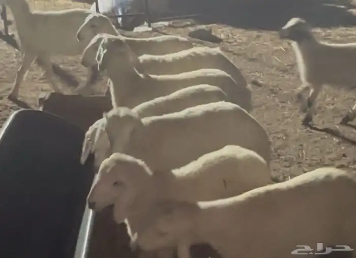 عدد 20 رأس طليان حريات 0