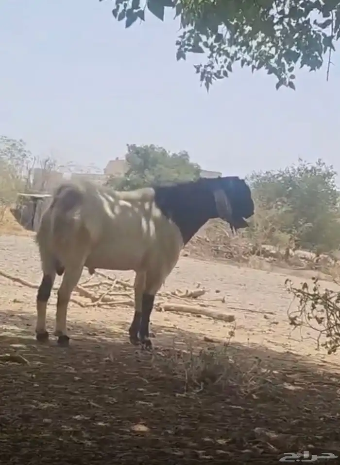 تيس طيب على الشرط فحل وصحتة ممتازة 4
