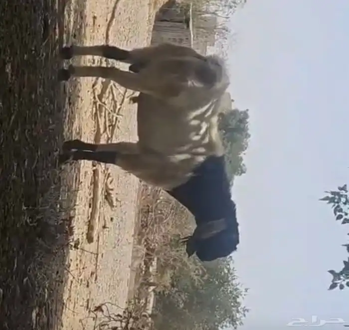 تيس طيب على الشرط فحل وصحتة ممتازة 1