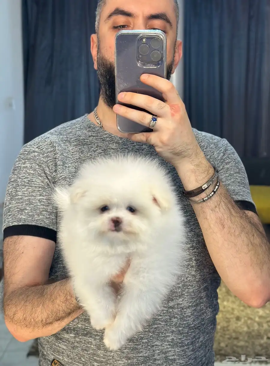كلاب بوميرنيان 3
