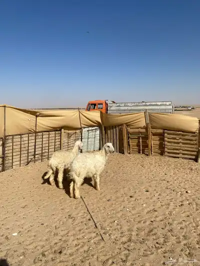 رخال جذعات عيسيات 0