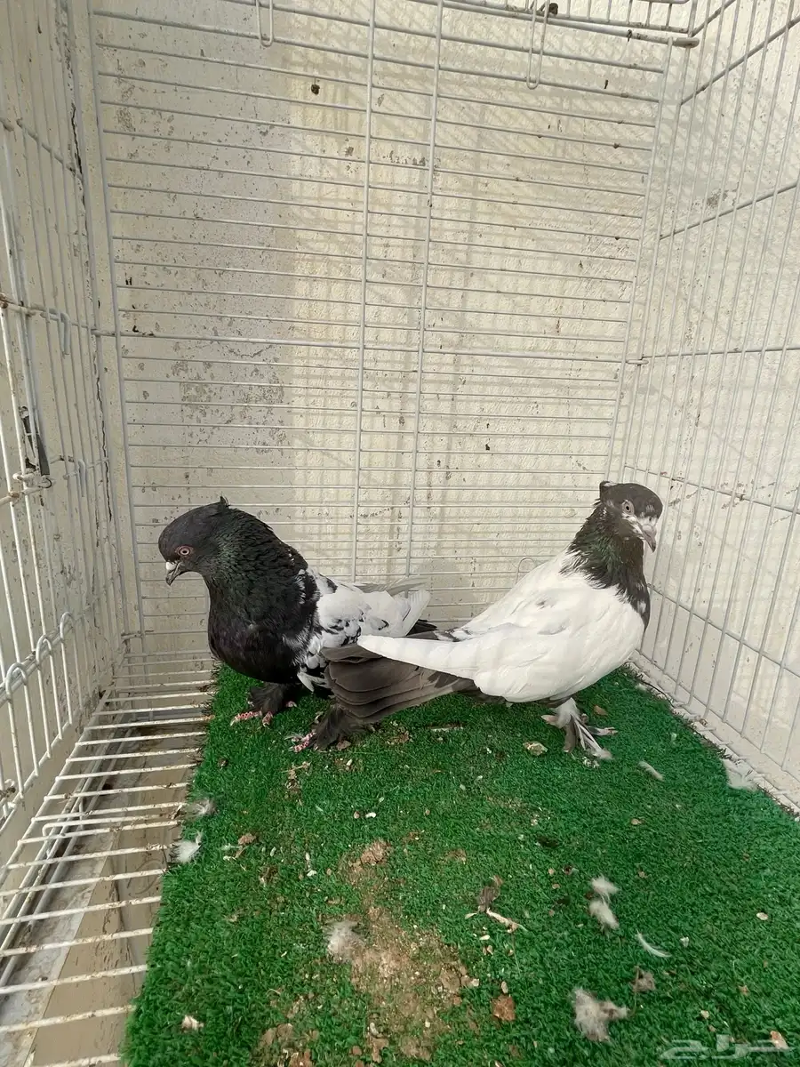 حمام ايراني 3