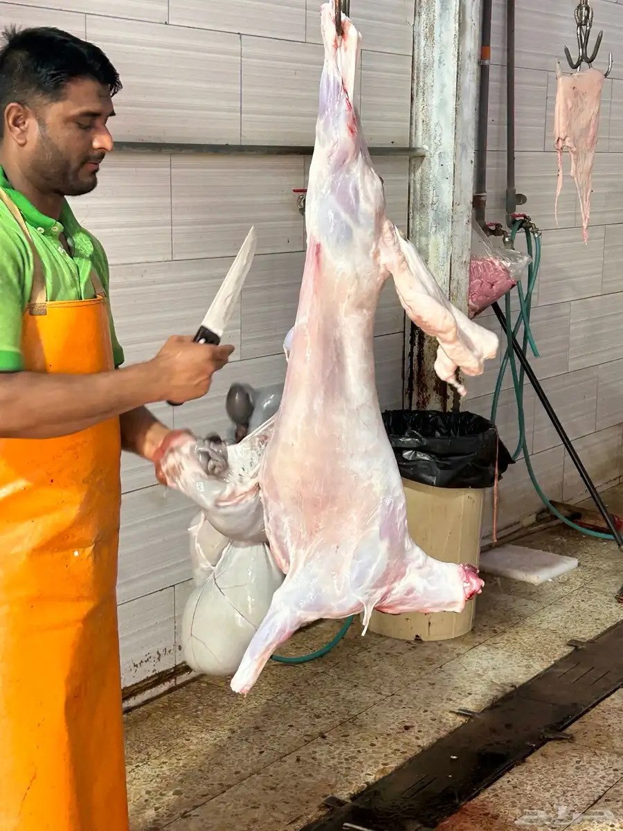 يوجد ذابايح طليان ورخال وتيوس يوجد ذبح وتوصيل إلا المنزل 5