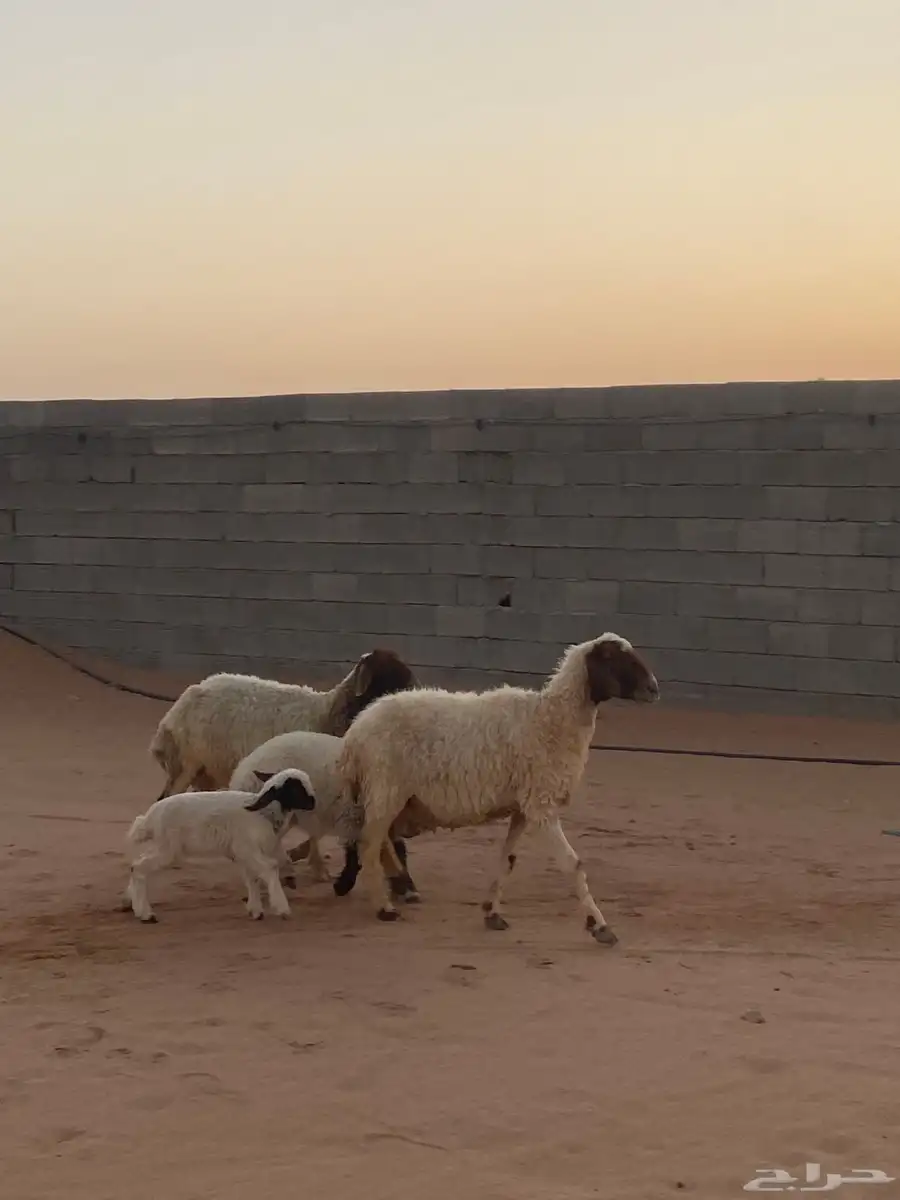 شياه مواليد 0