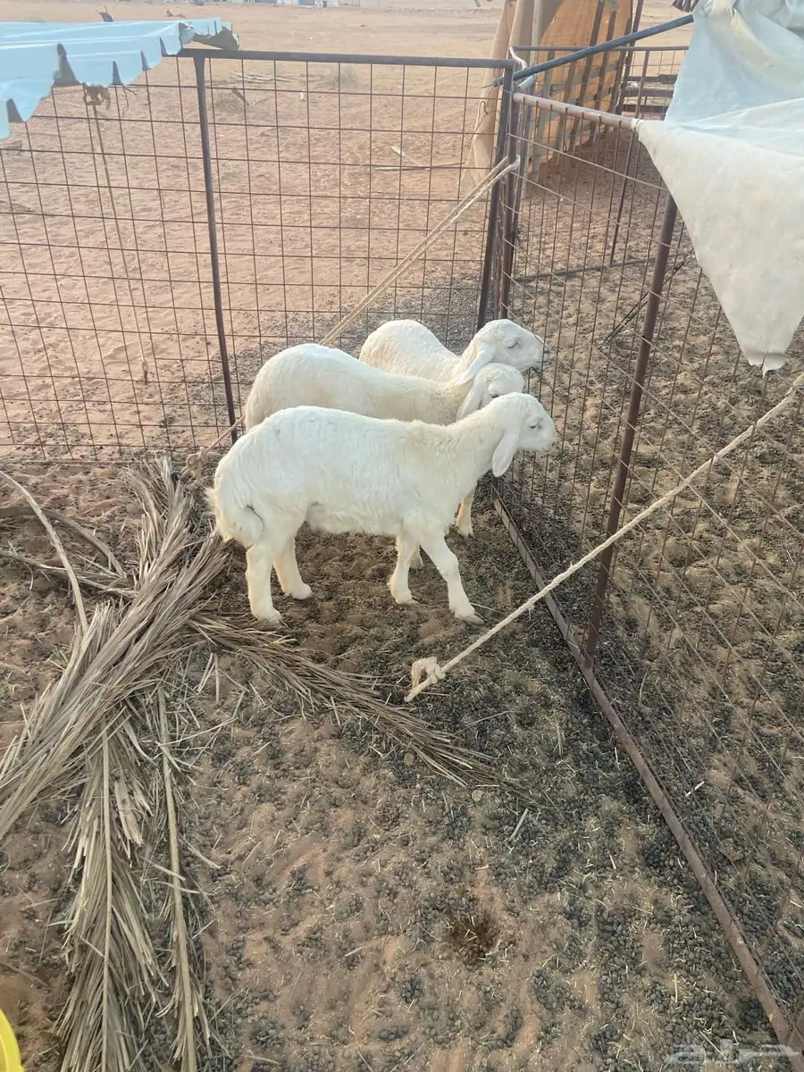 ذبايح 1