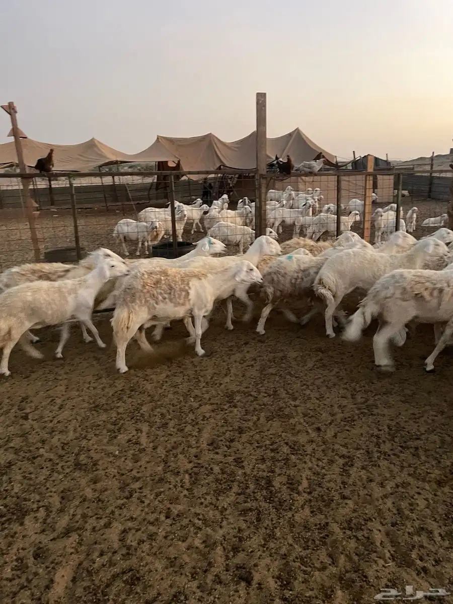 جده شرق بريمان 0