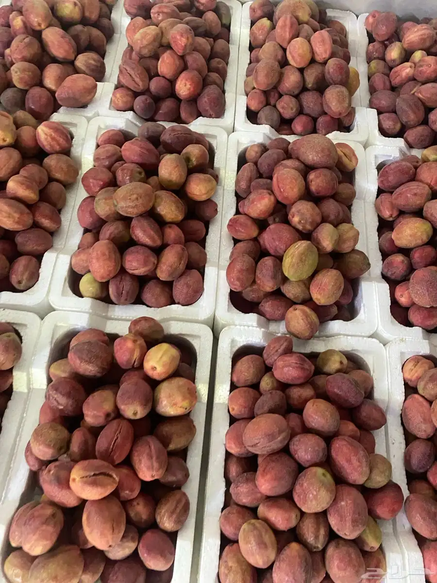 لوز قطيفي ( حبان ) 0
