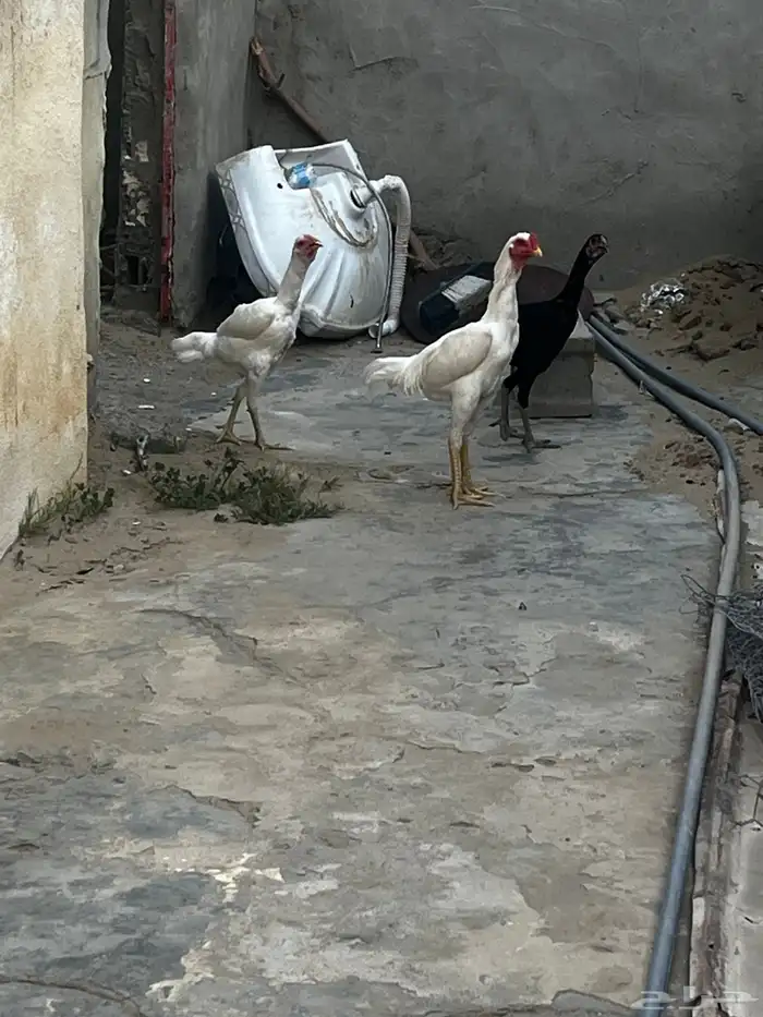 دجاج سندي 0