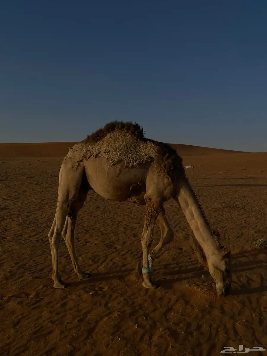 قعود 0