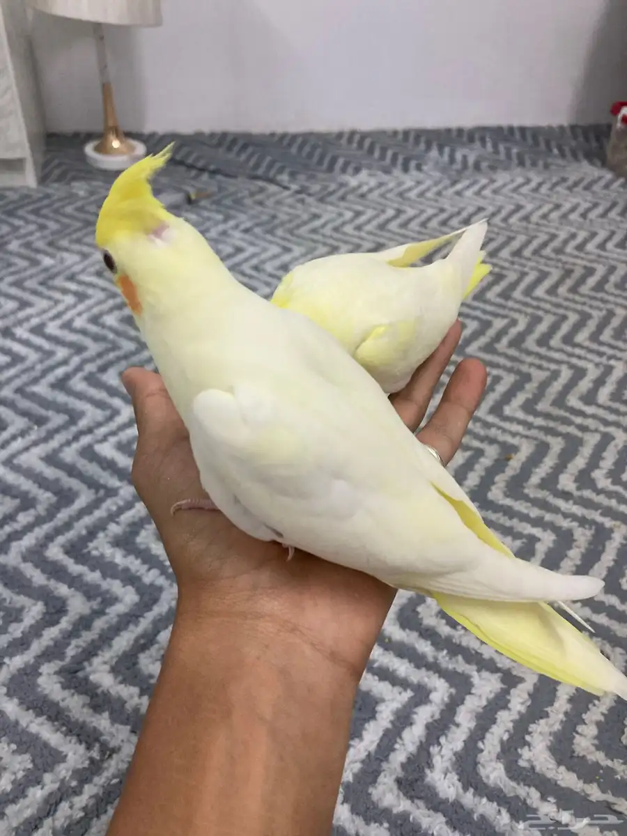 فروخ كروان لاتينو 1