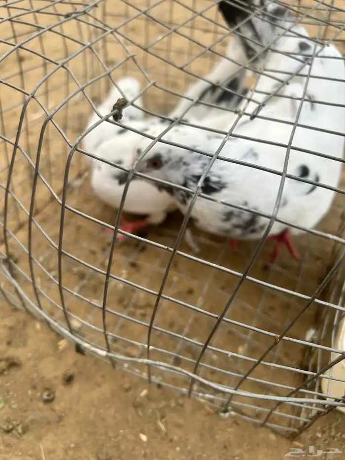 حمام مشكل نضيف من إلا مراض 18