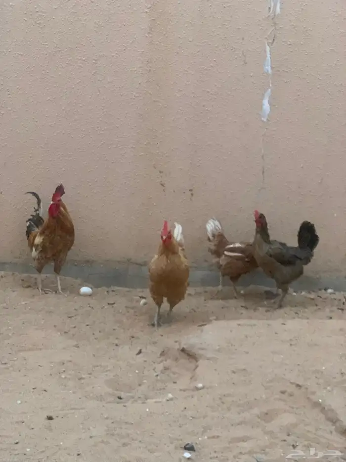 طقم دجاج تركي بياض 2