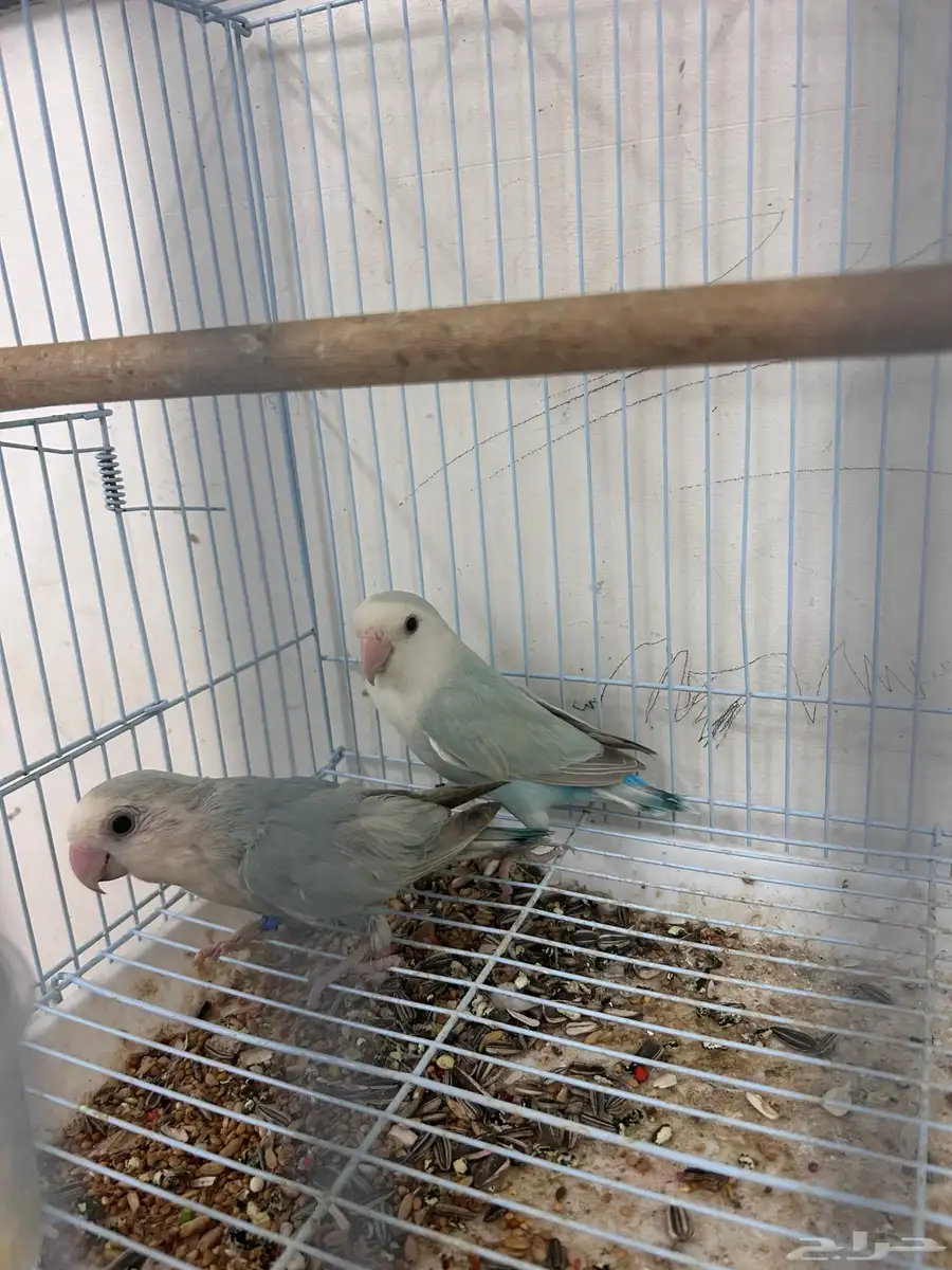 جوز روز 1