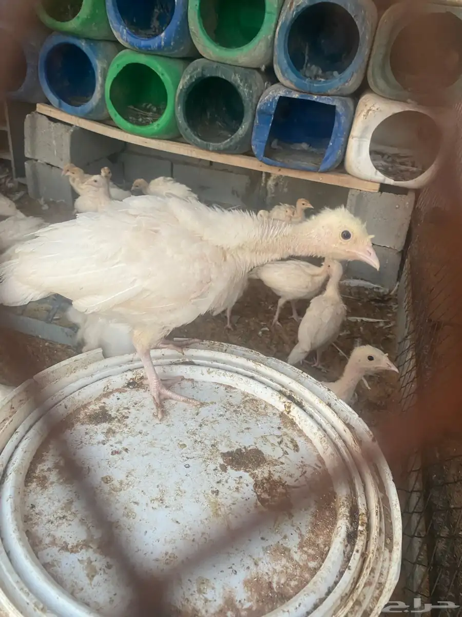 صوص رومي فرنسي الابيض حجم طيب العمر شهر الموقع طبرجل 1