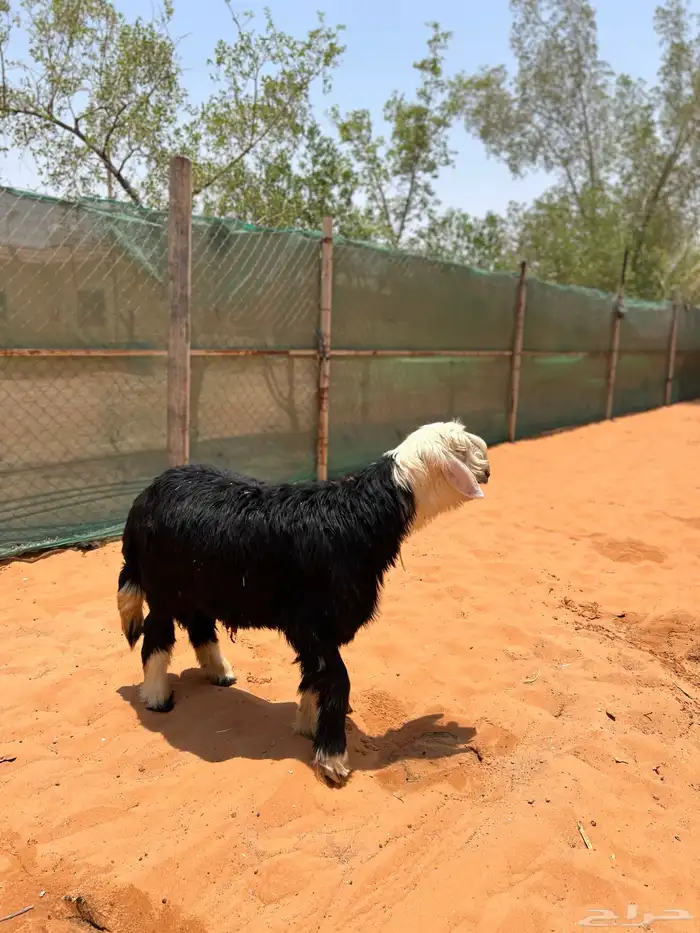طلي نجدي مشروع فحل 2